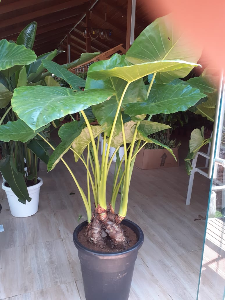 Taro Big (Rare Plant)