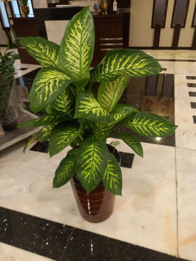 Office Plants Dieffenbachia Morning Dew Premium Collection