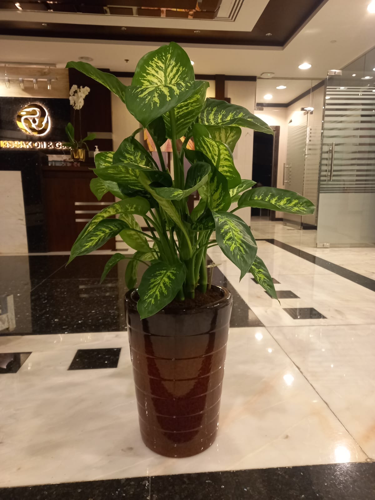 Office Plants Dieffenbachia Morning Dew Premium Collection
