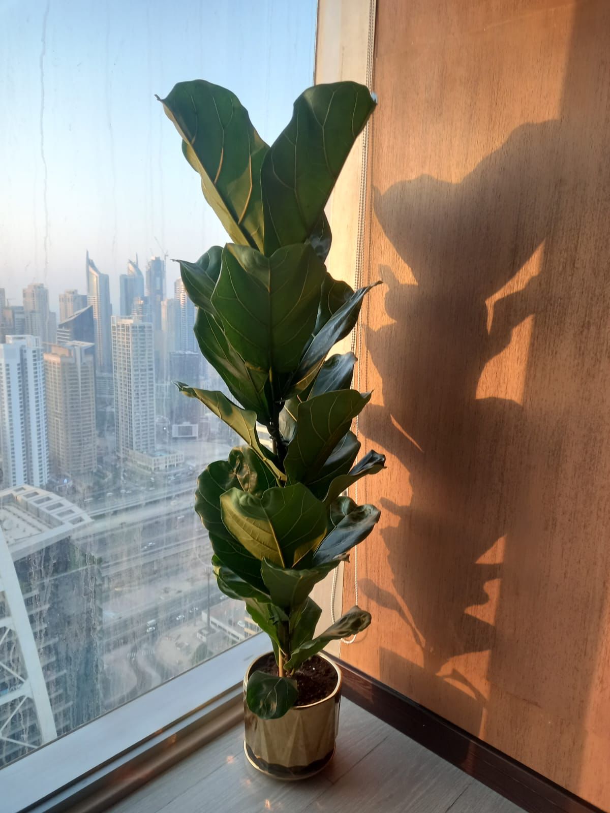 Office Plant Holland Fiddle in Gold pot