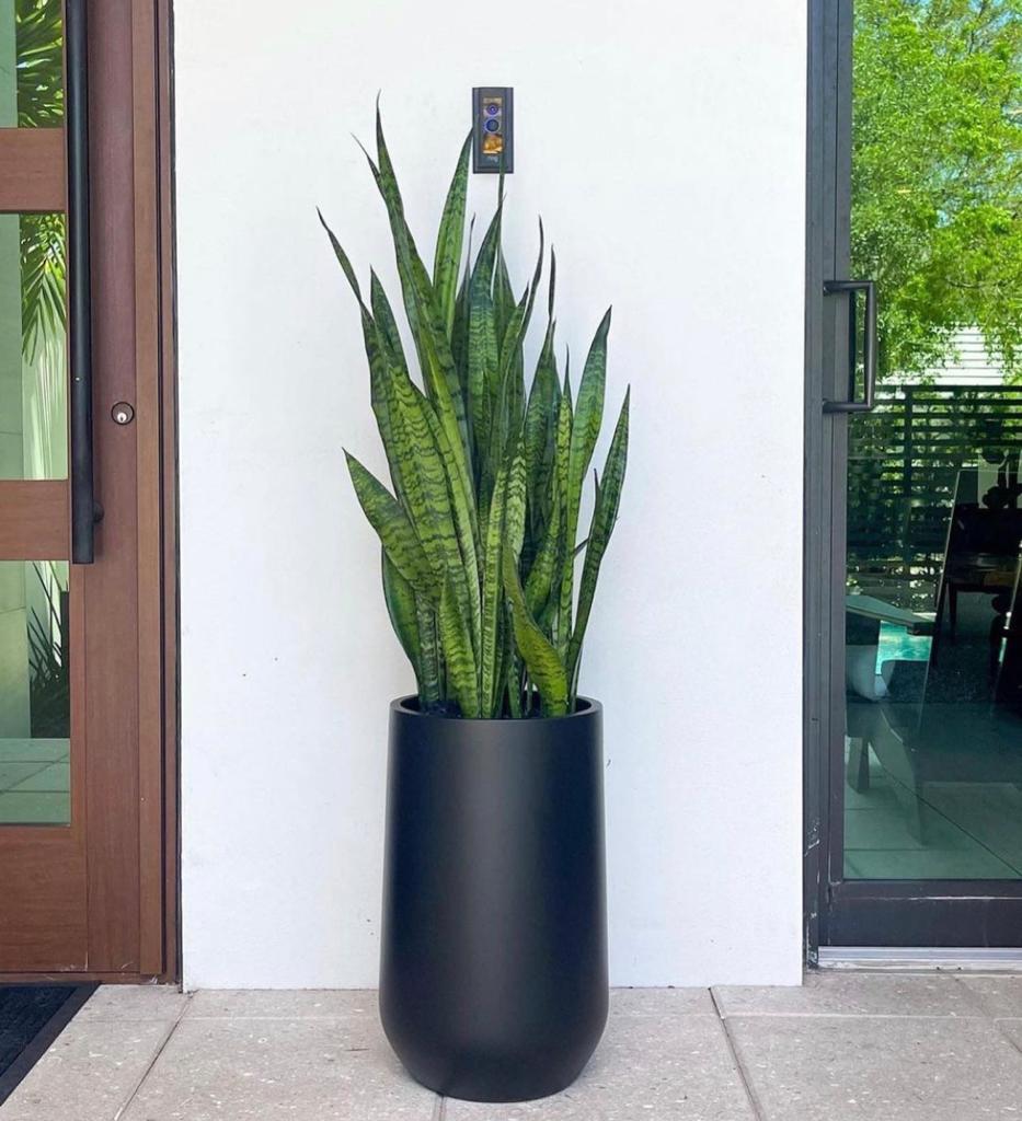 Office Plants Sanseveria in Black Premium Collection