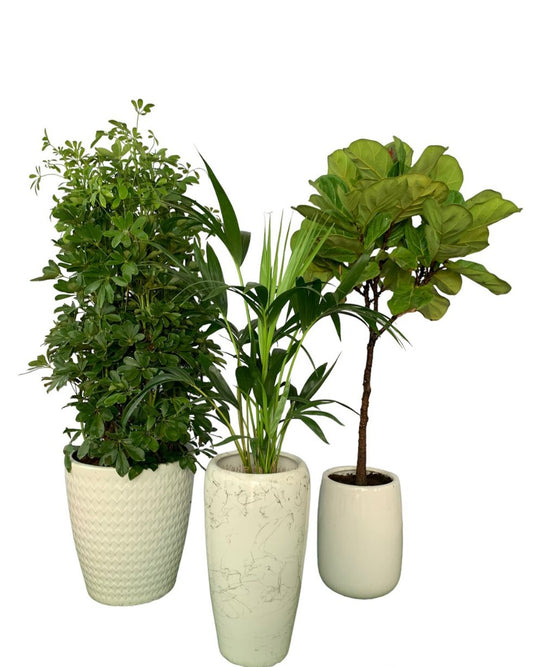 Indoor Plants Bundle