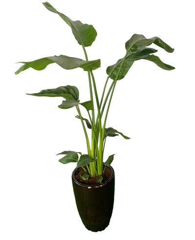 Office Plant Bird of Paradise Medium