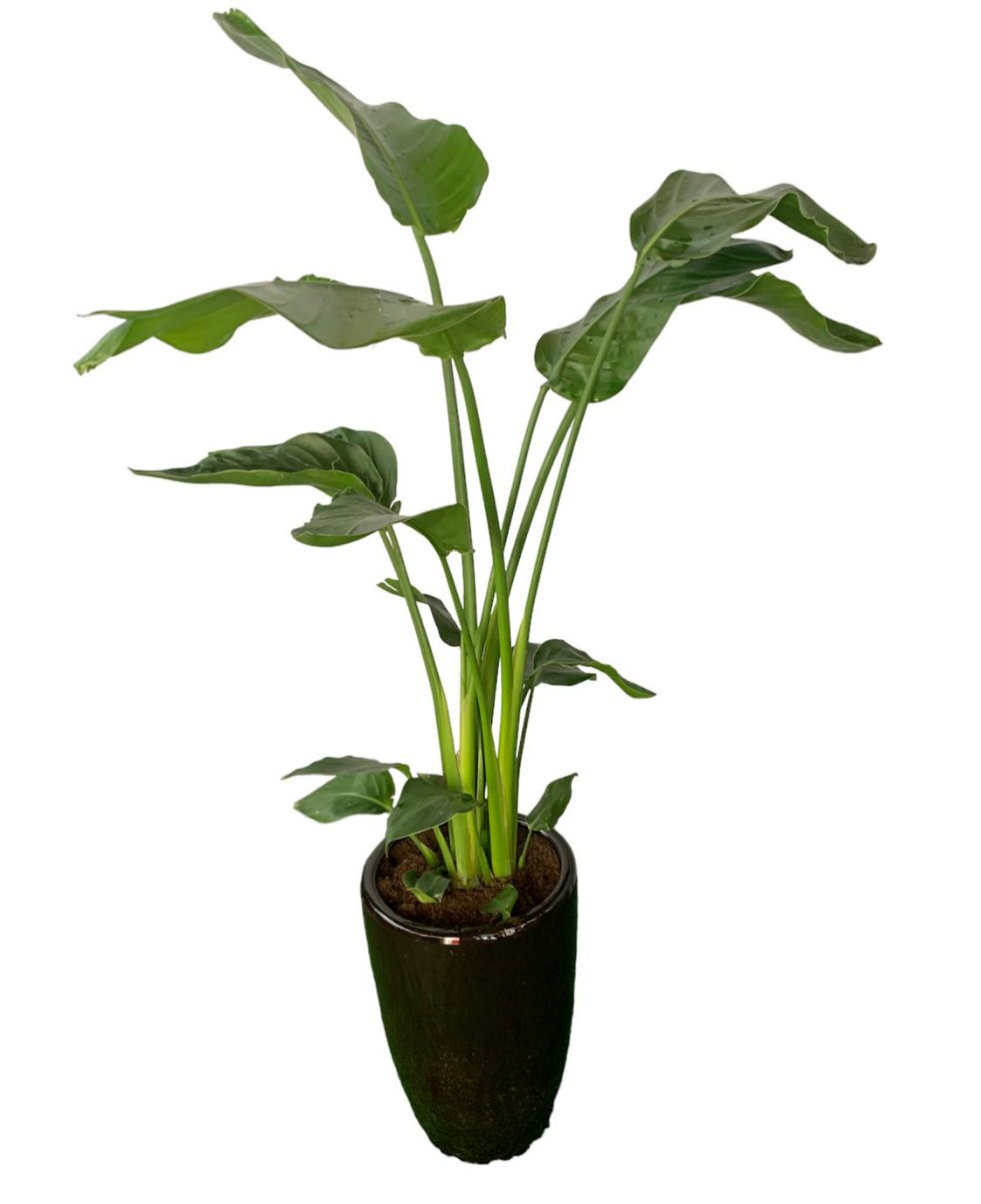 Office Plant Bird of Paradise Medium