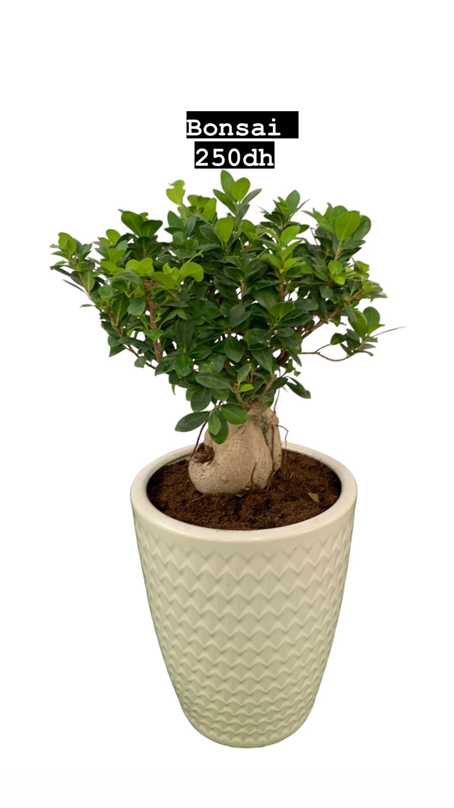 Bonsai Medium