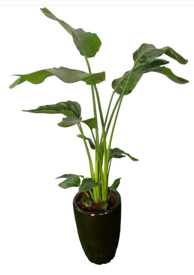 Office Plant Bird of Paradise Medium