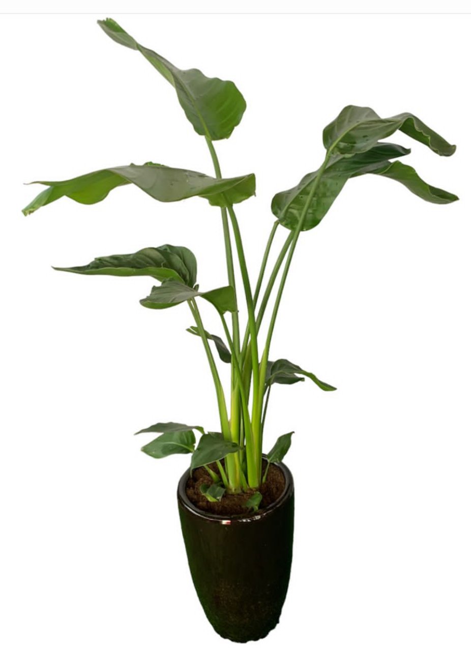 Office Plant Bird of Paradise Medium