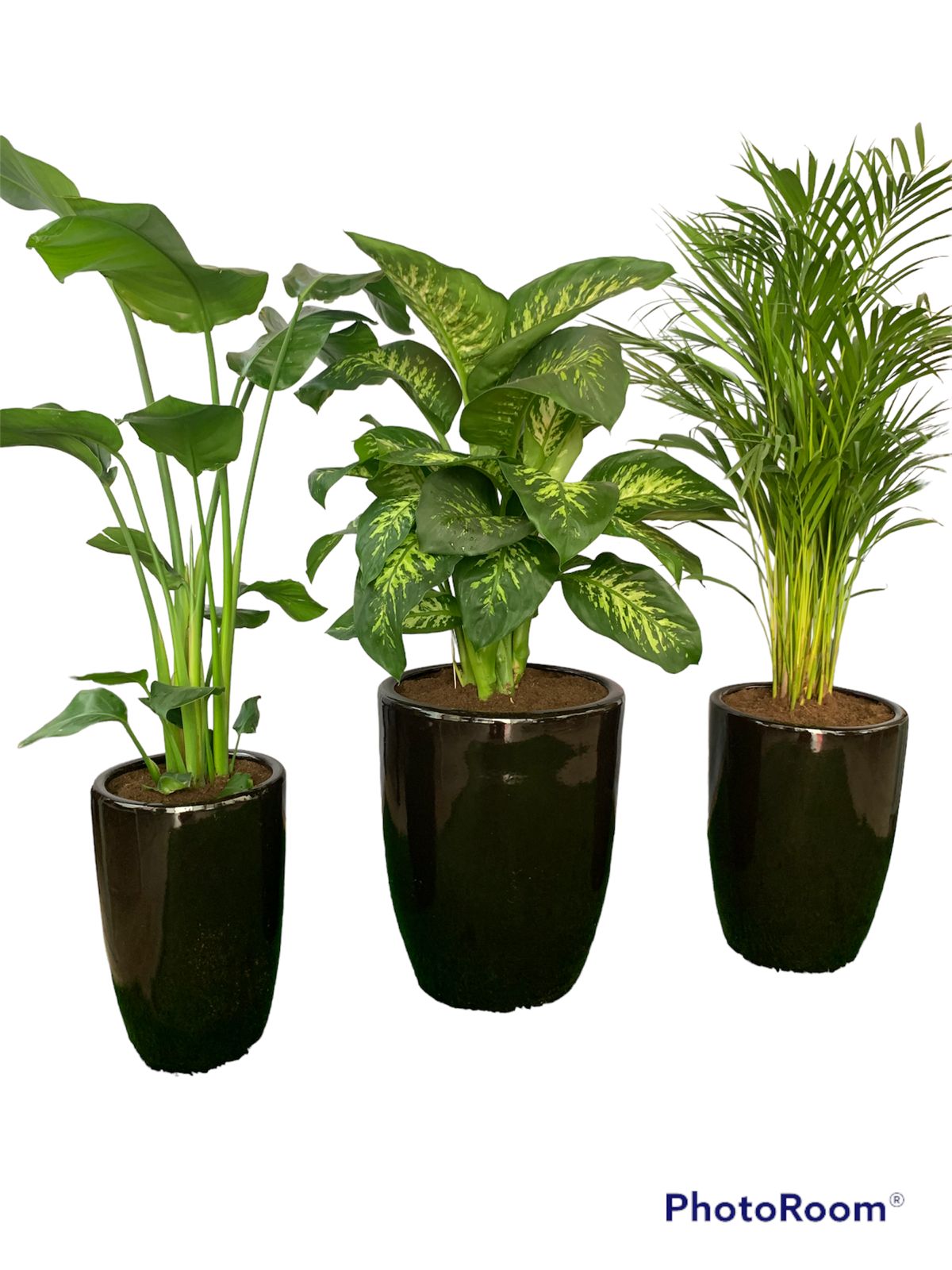 Office Plants (3pc) Bundle