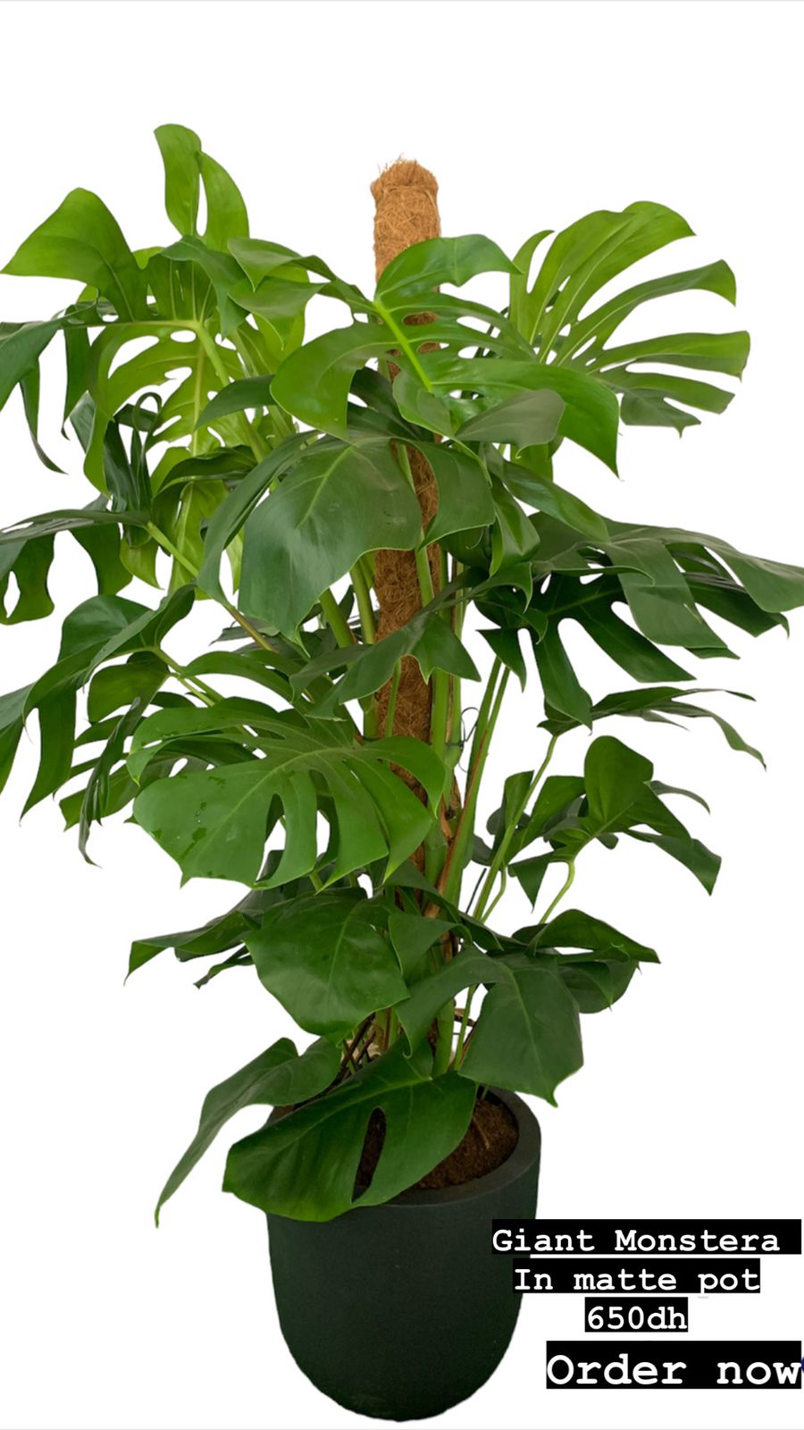 XXL Monstera in fiber pot