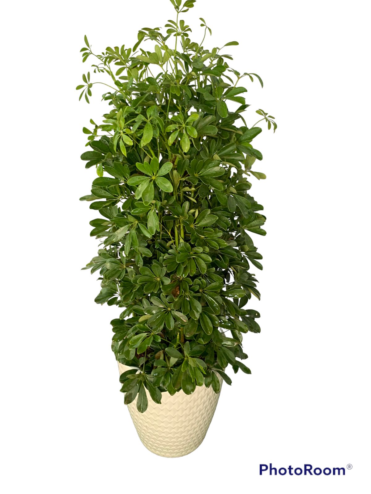 Umbrella Plant XL Promo