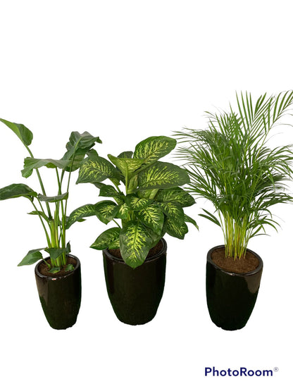 Office Plants (3pc) Bundle