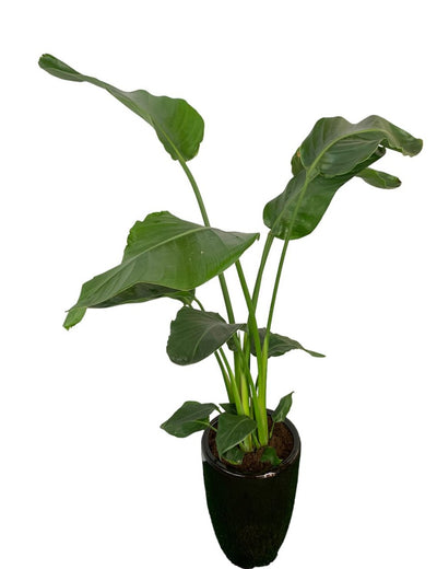 Office Plant Bird of Paradise Medium