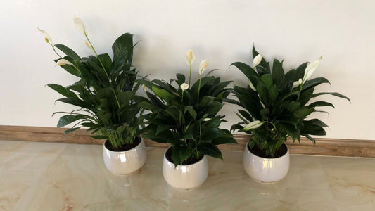 3 Peace lily Bundle for Office/Home