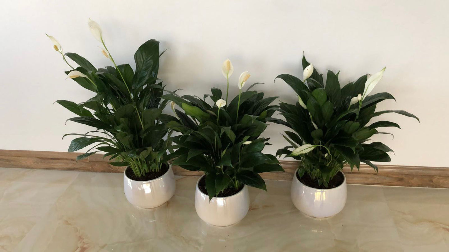 Office Plant 3 Peace lily Bundle for Office/Home