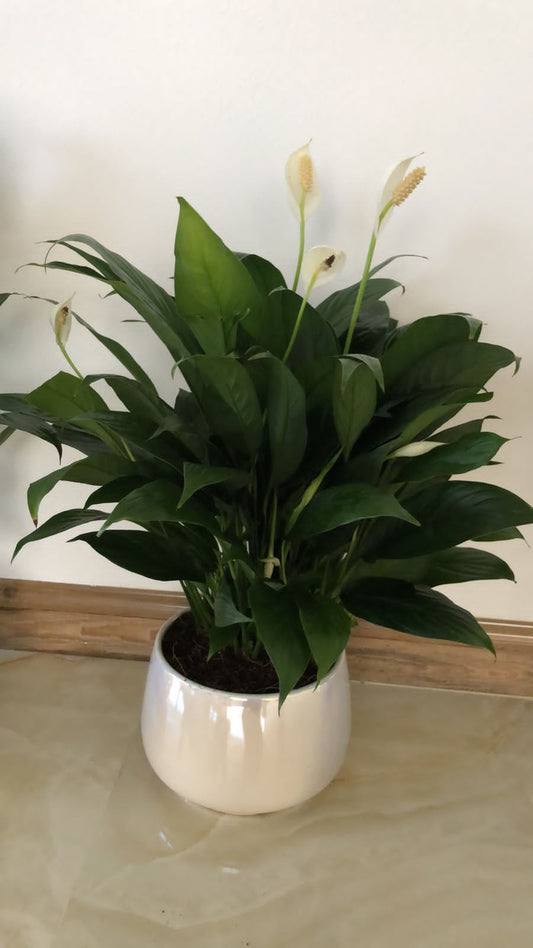 Peace Lily in crystal NEW