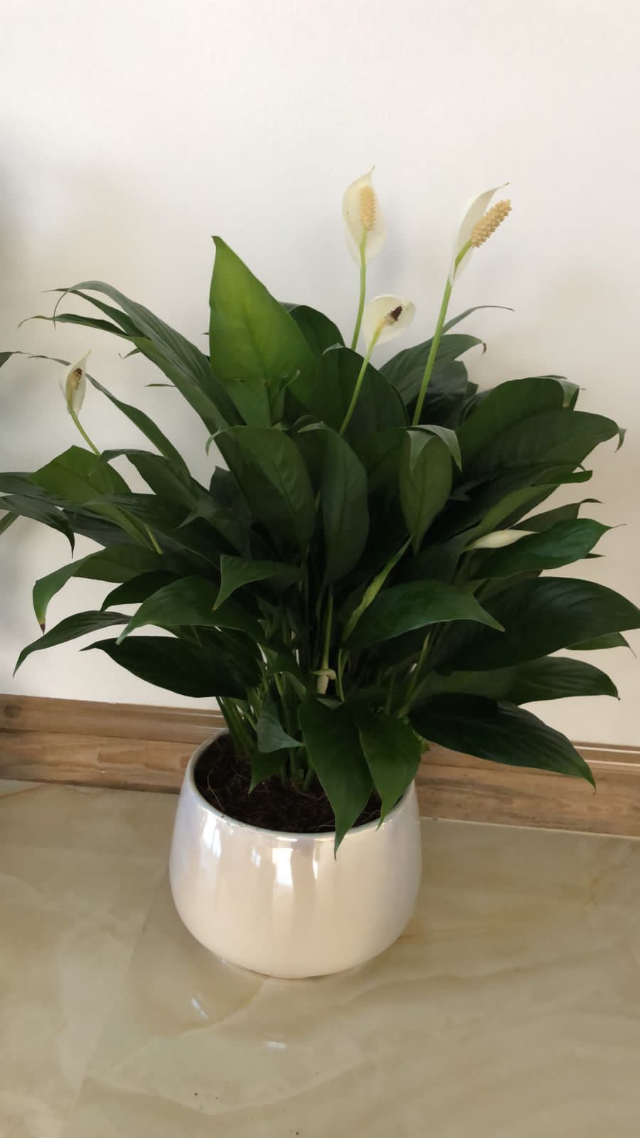 Peace Lily in crystal NEW