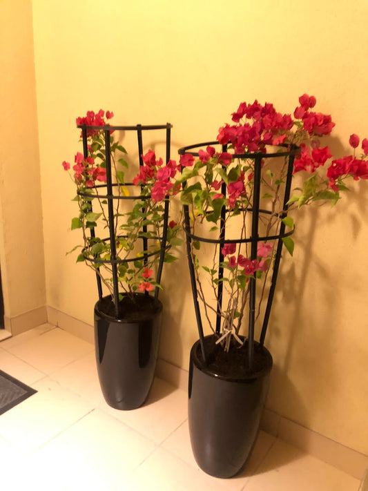 Bougainvillea Bundle in Glossy Black