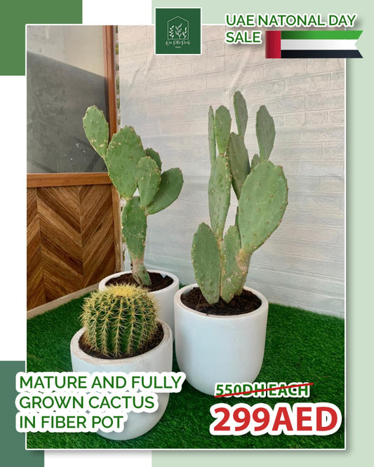 CACTUS PROMO Each