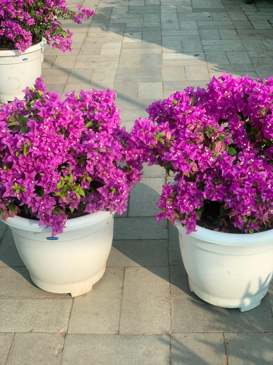 Thailand Bushy Each bougainvillea Each