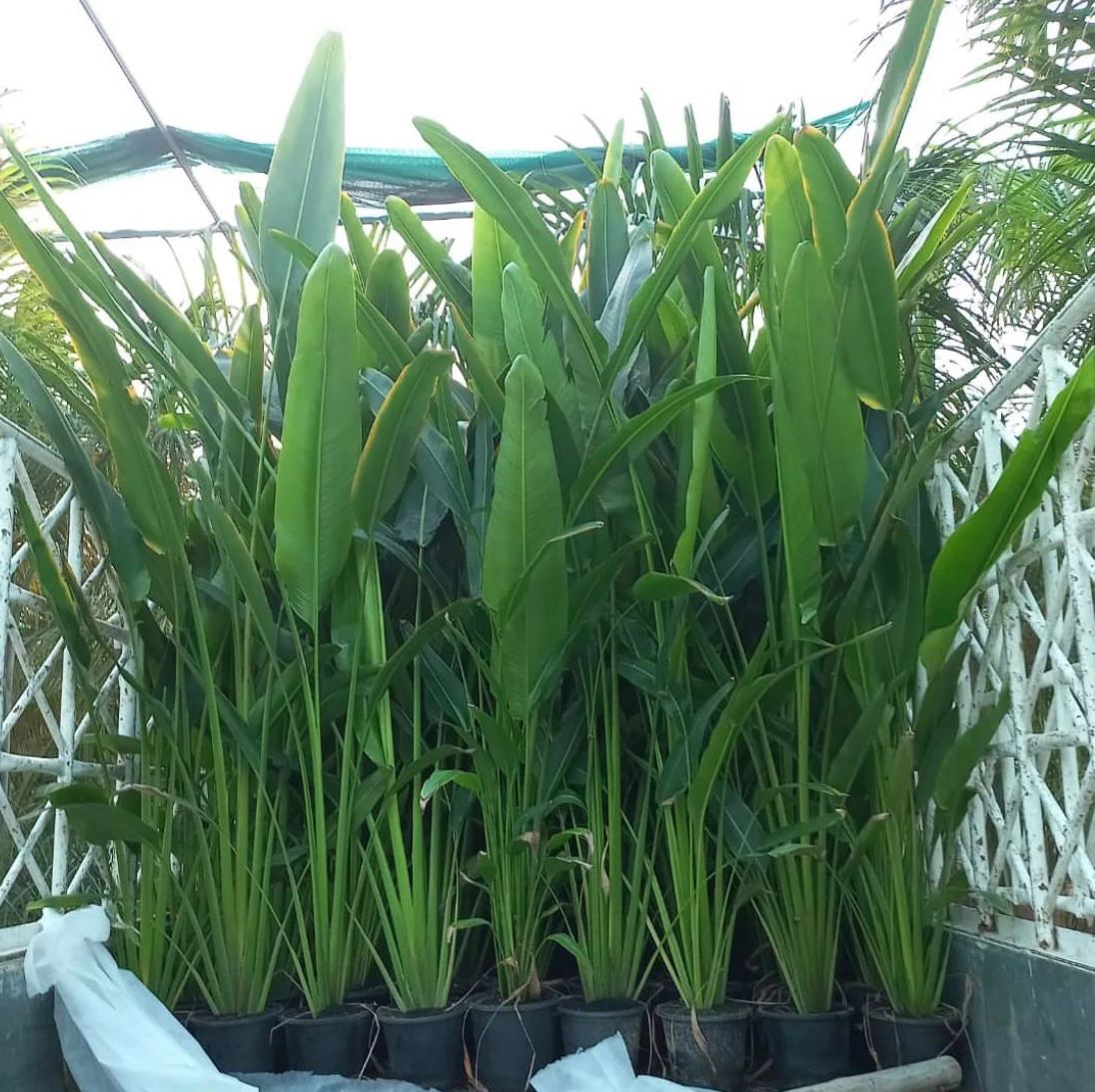 Travellers Palm Medium in Nursery Pot