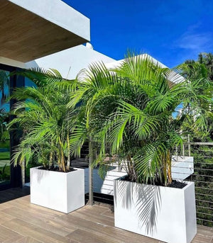 Areca Palm in rectangle pot – wellpottedplants
