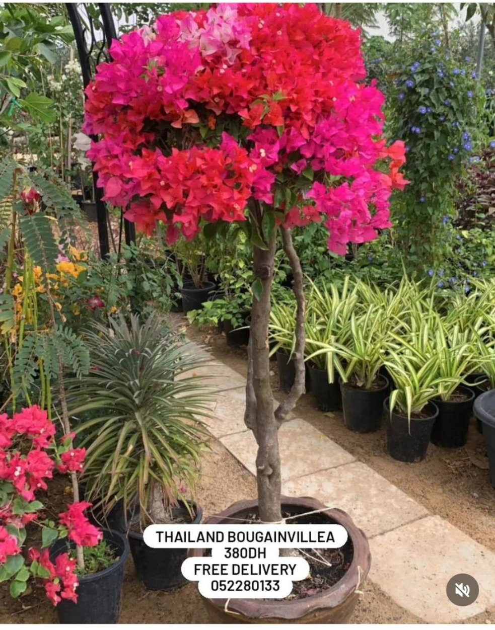 Bougainvillea Thailand WOW