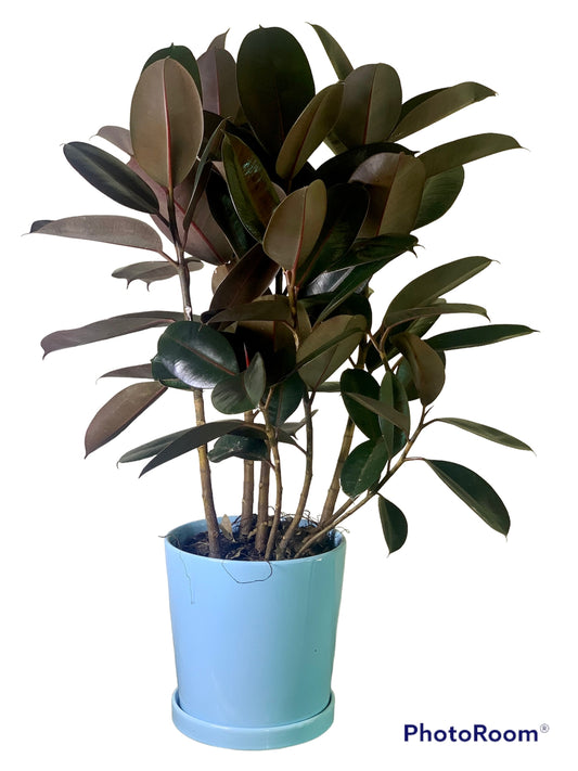 Rubber Plant
