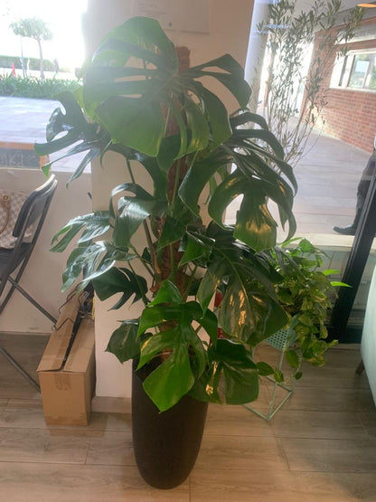 Office Plant Monstera Big in Black Matte