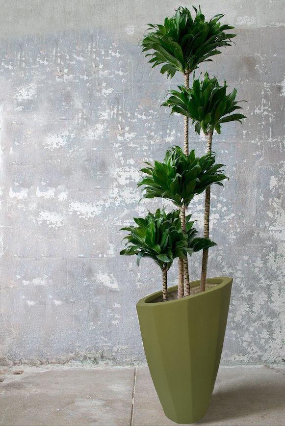 Dracaena Large in fiber pot