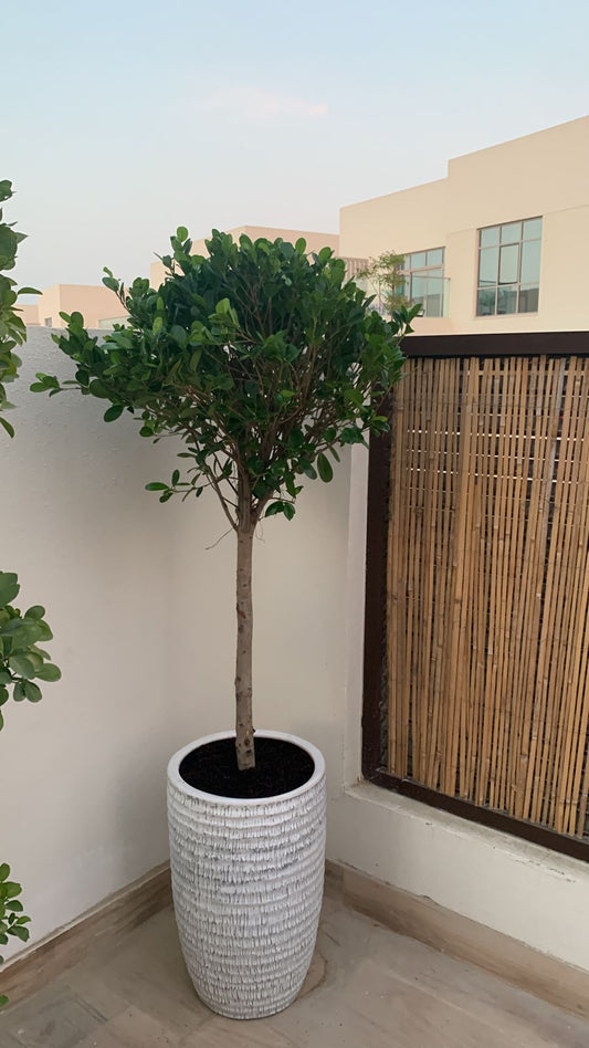 Ficus Single Head