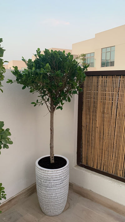 Ficus Single Head