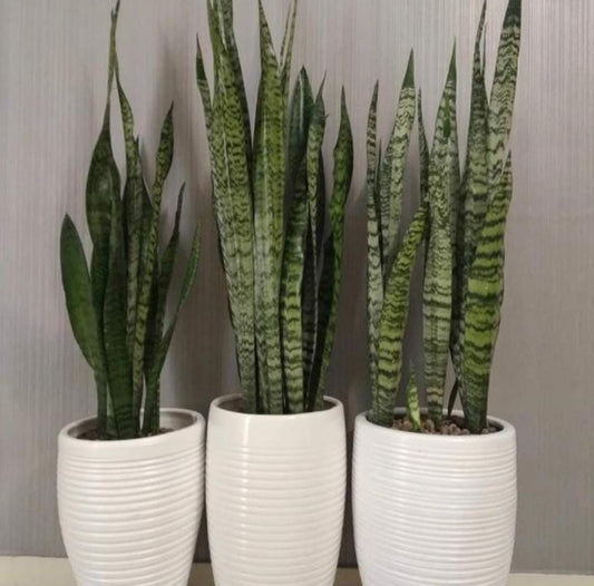 Office Plant Sansevieria Bundle