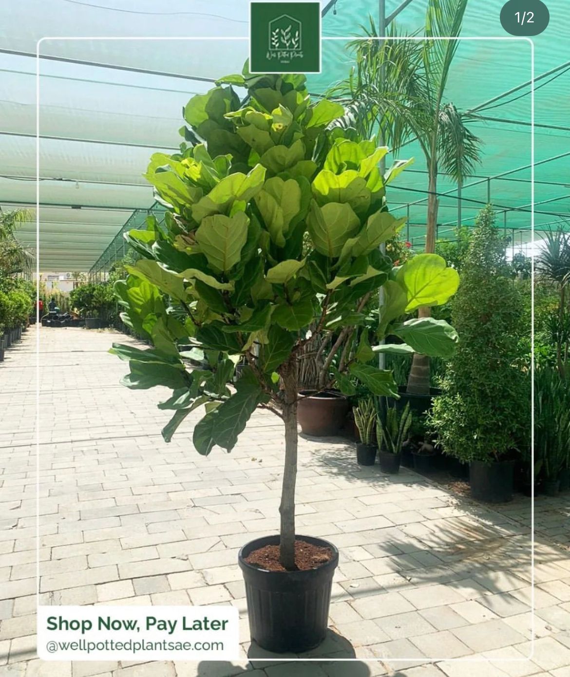 Fiddle Giant XXL in Beige Pot|2m to 2.5m