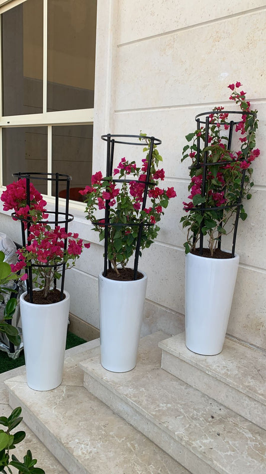 Bougainvillea 3pc Bundle