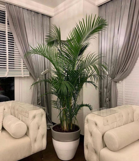 Areca 2meter