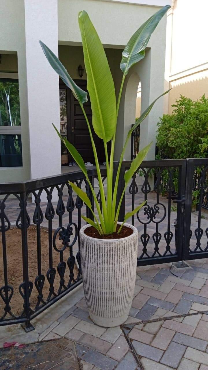 Travellers Palm Medium jn rustic pot