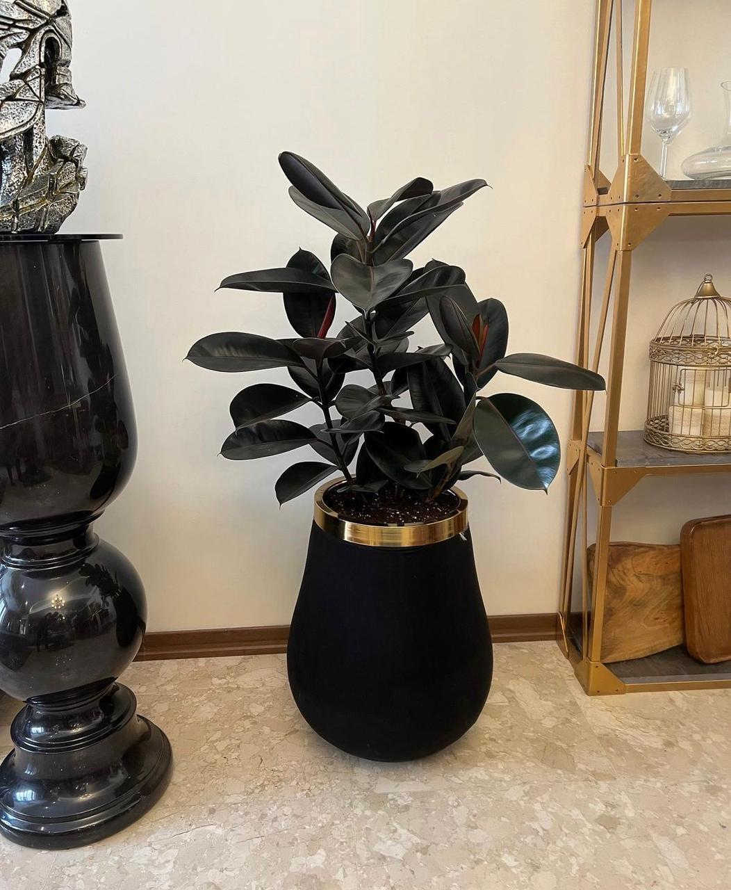 Rubber Plant in Black Gold