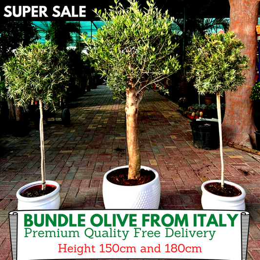 Premium Olive Bundle (3pcs)