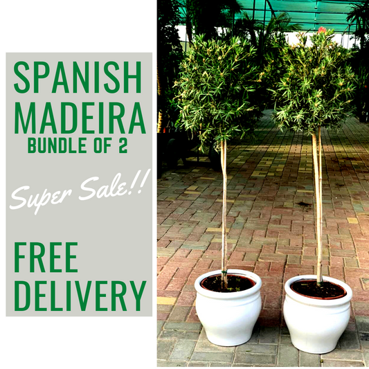 Spanish Olive Madeira bundle