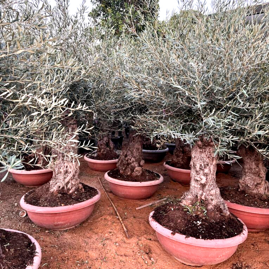 Olive Bonsai XXL ( Height 250cm )