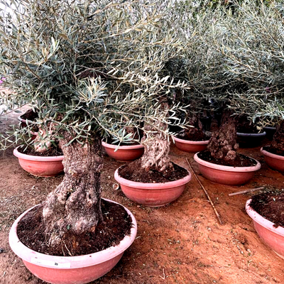 Olive Bonsai XXL ( Height 250cm )