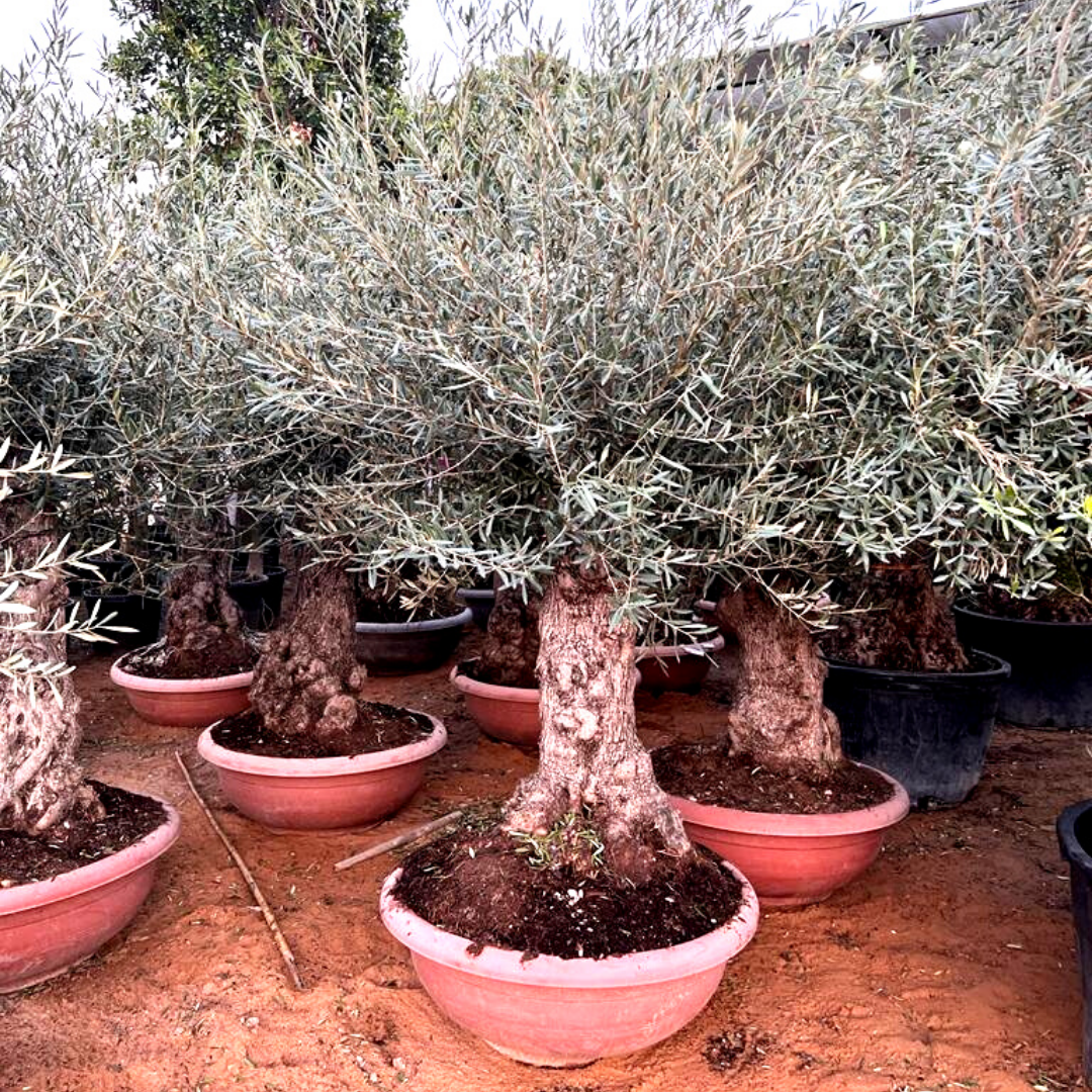 Super Large Olive ( Height 250cm )