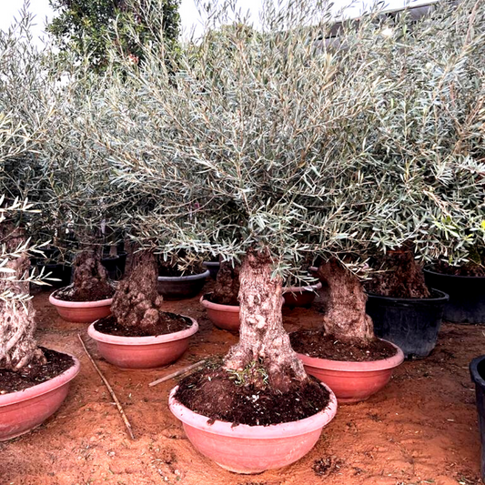 Super Large Olive ( Height 250cm )