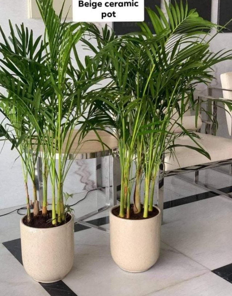 Office Plant Areca palm ( 130cm ) Bundle Plants UAE