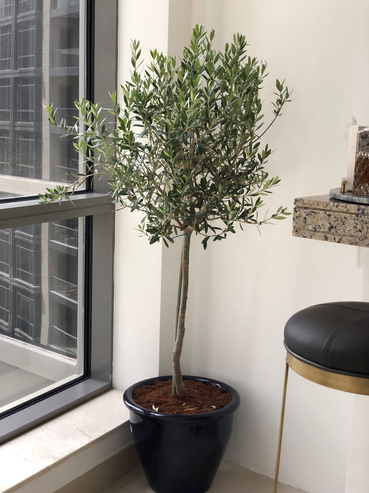 Olive Tree in Clay Plants UAE