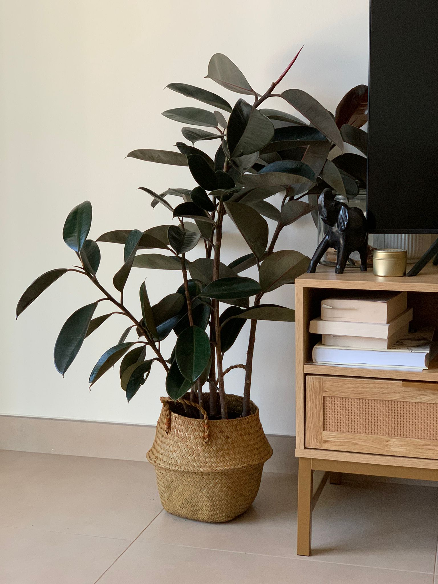 Rubber Big Plant in Basket Indoor Plants UAE