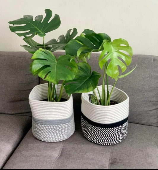 Monstera each