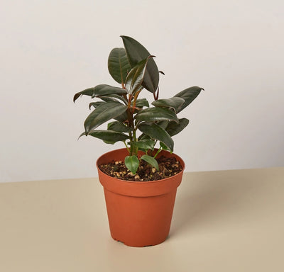 Rubber Plant UAE