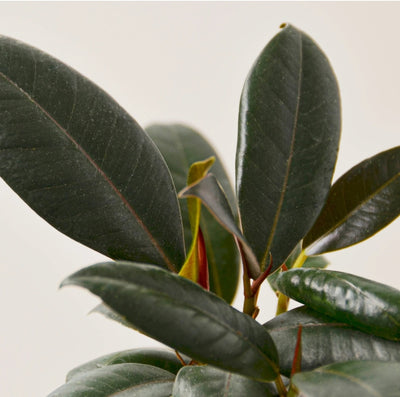Rubber Plant UAE