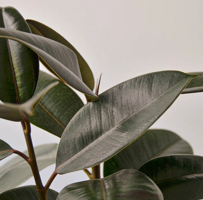 Rubber Plant UAE
